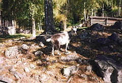 1999 - Norvège 02 (Musée de plein air de Lillehammer - Mailhaugen)